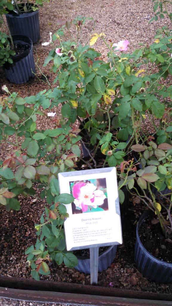 Deanna krause photo IMG_20140924_102221_570.jpg